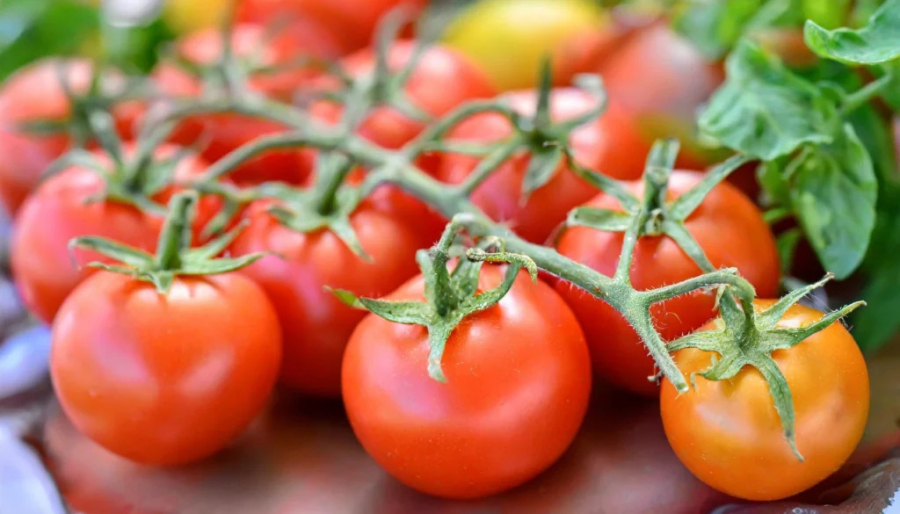 Microorganismos da Amazônia podem controlar doenças em tomates